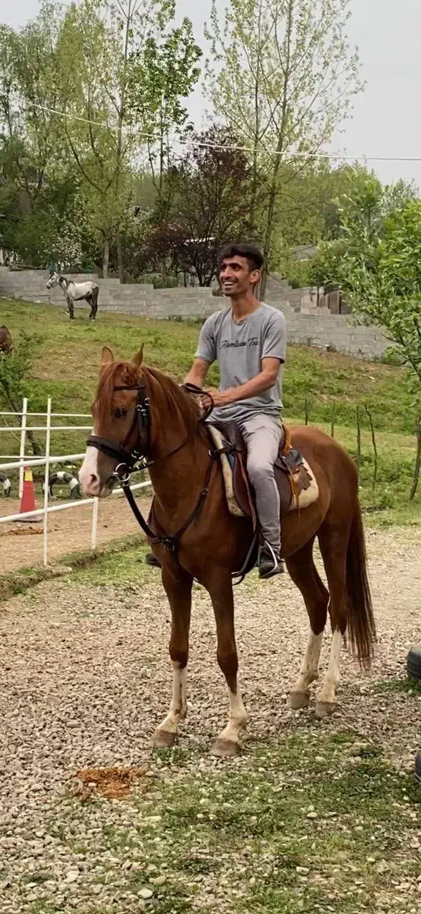 اسب برای فروش|اسب و تجهیزات اسبسواری|فومن, |دیوار