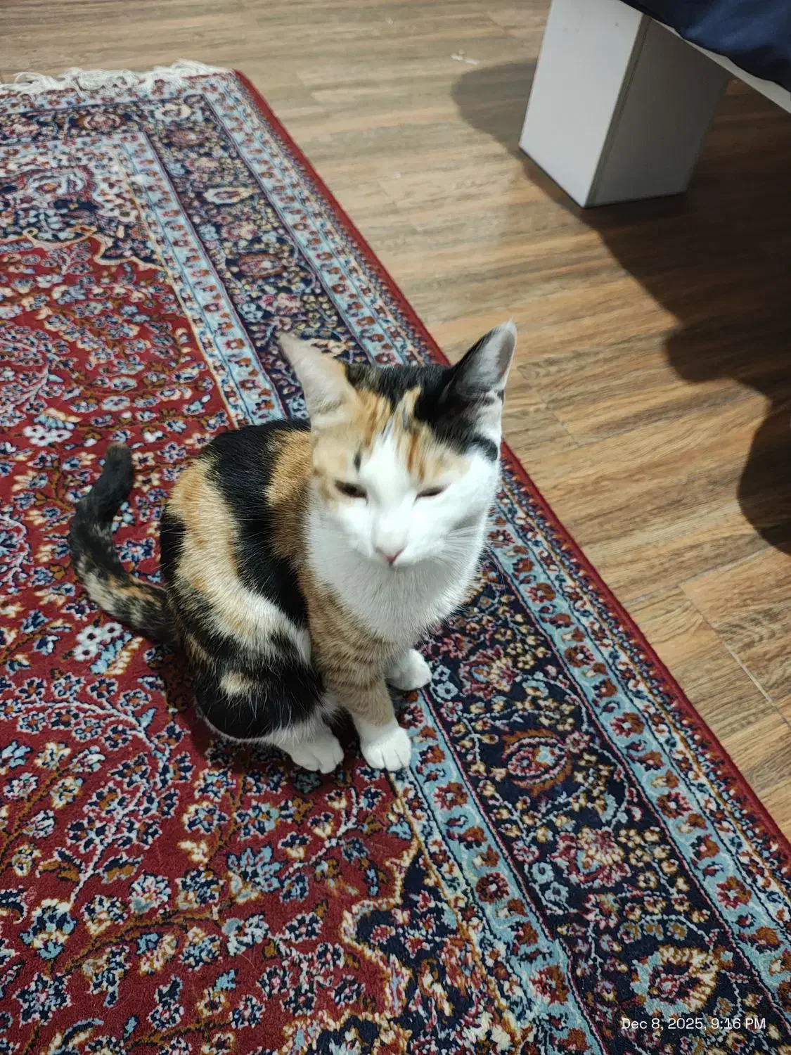 واگذاری گربه ماده dsh خانگی|گربه|شهریار, شهریار|دیوار