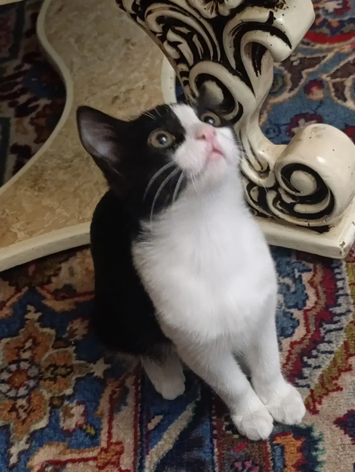 واگذاری رایگان بچه گربه ۴ماهه دختر شیطون|گربه|تبریز, |دیوار