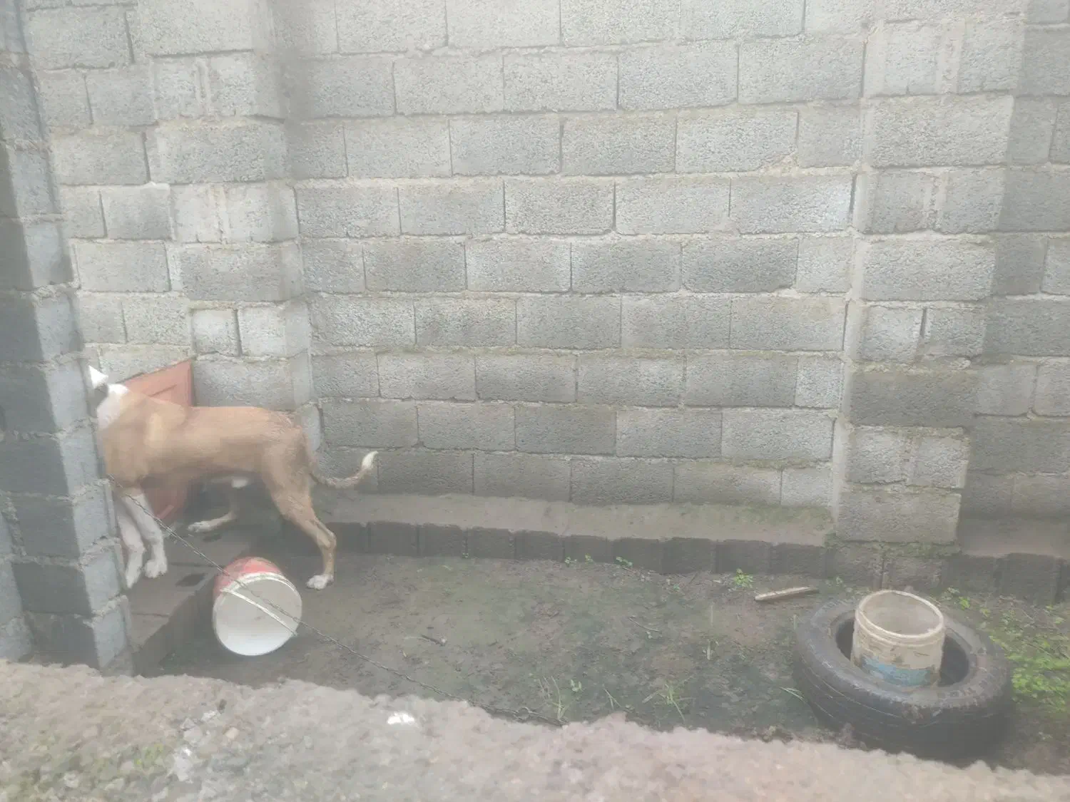 سگ گله|سگ|شلمان, |دیوار