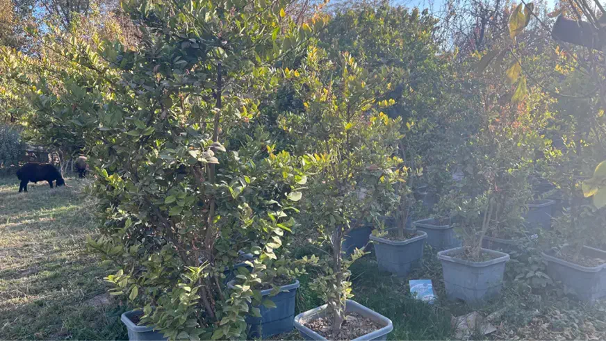 یاس هلندی|گل و گیاه طبیعی|محمدشهر, کوی بهار|دیوار