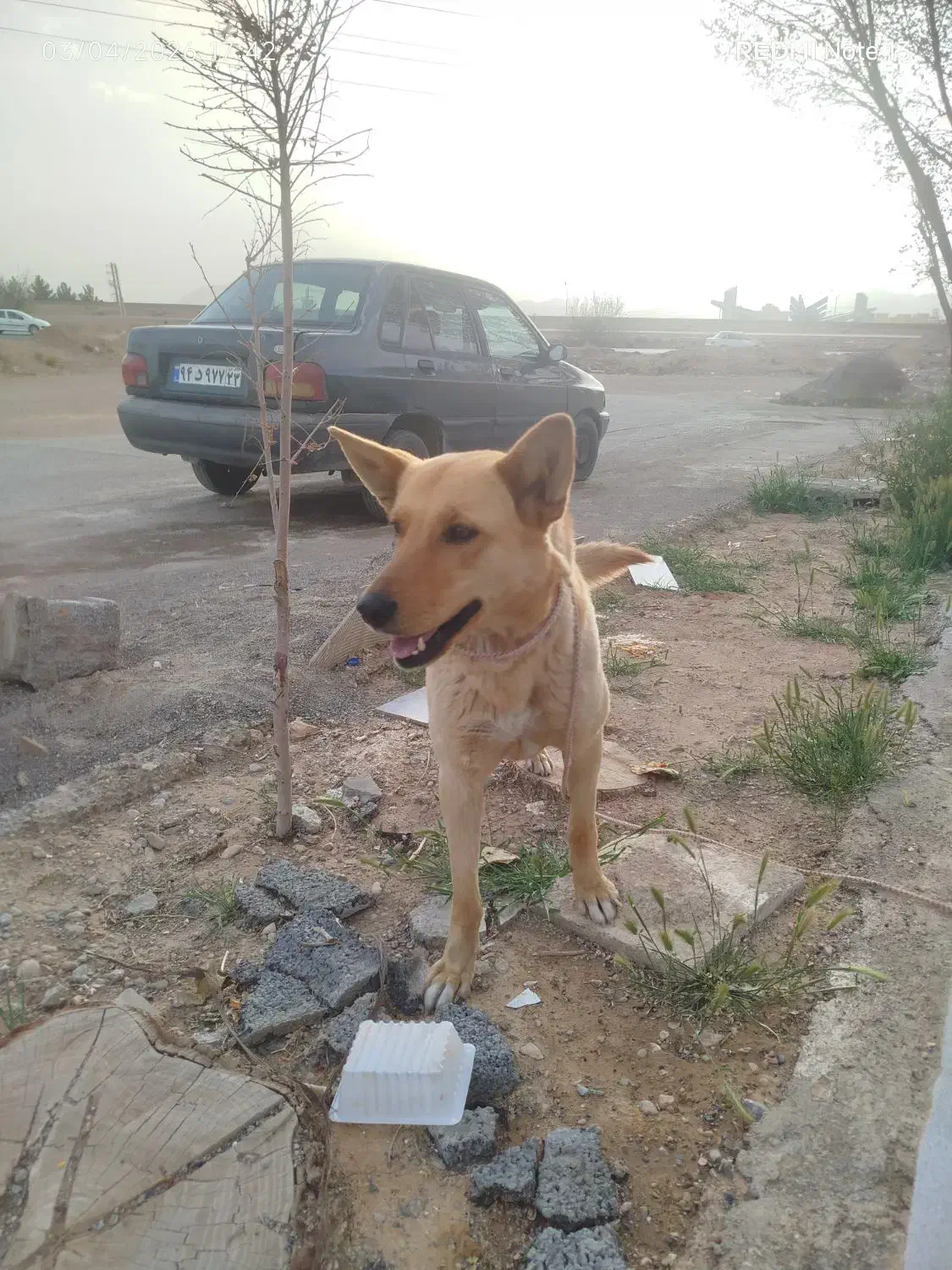 سگ ژ|سگ|شهرضا, |دیوار