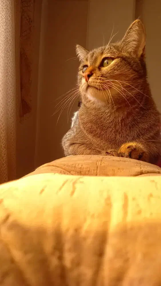 واگذاری  گربه ماده|گربه|آستانه اشرفیه, |دیوار