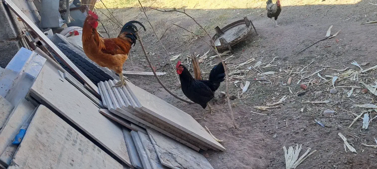 مرغ خروس محلی|حیوانات مزرعه|کرمان, |دیوار