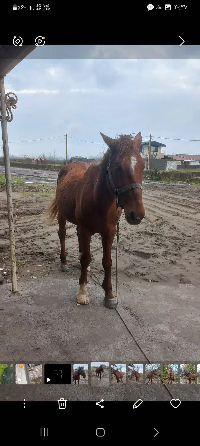 ۲۷ ملیون|اسب و تجهیزات اسبسواری|چاف و چمخاله, |دیوار