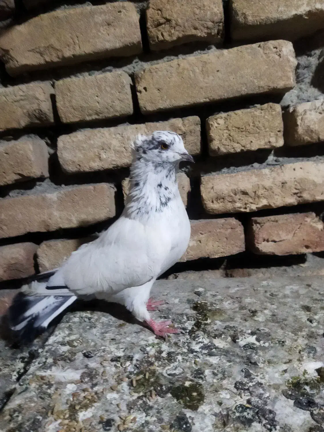 کبوتر نیمه چتری|پرنده|گمیشان, |دیوار