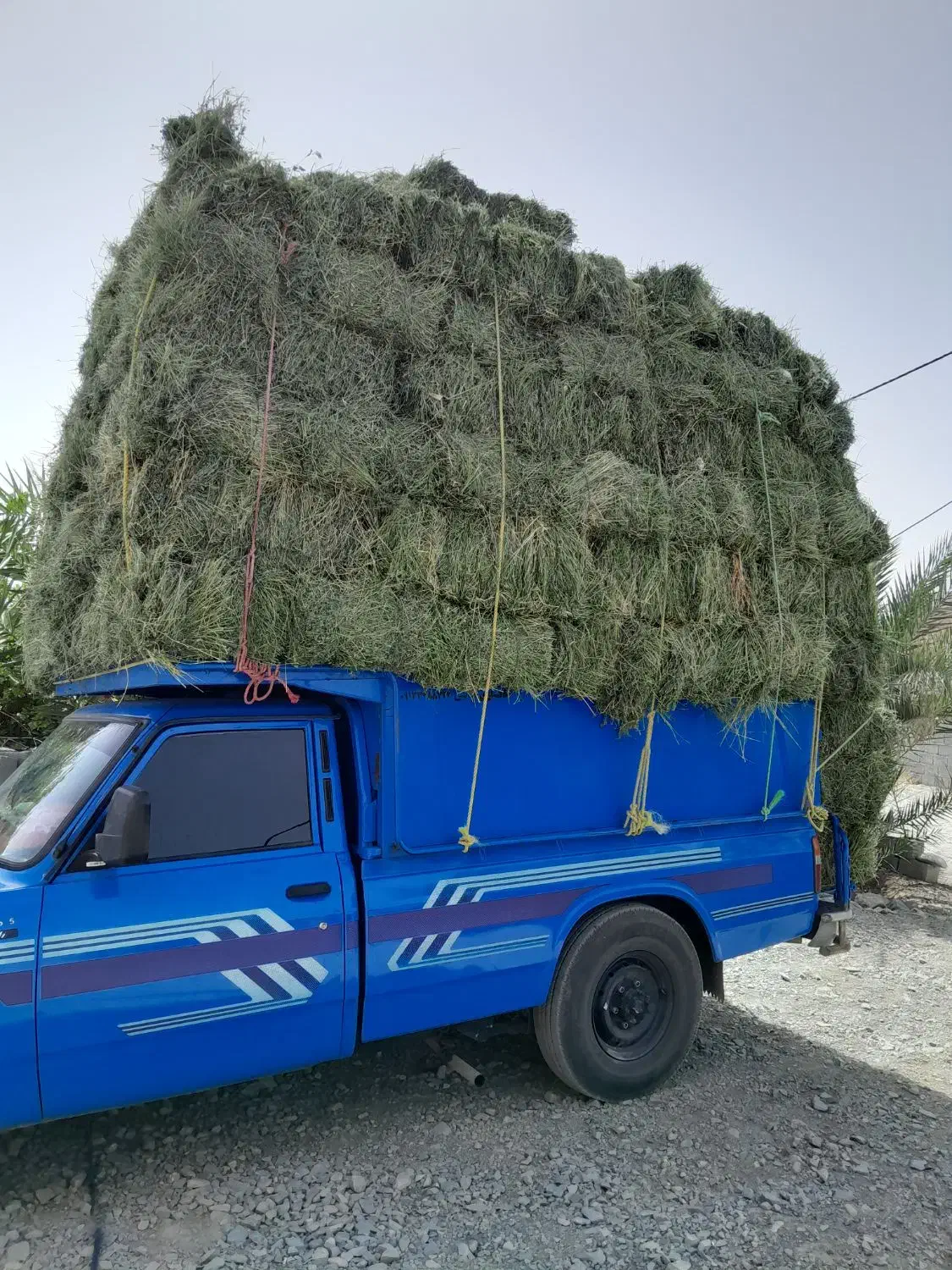 خریدار بیده خشک و سبز هستم|خدمات باغبانی و درختکاری|کهنوج, |دیوار