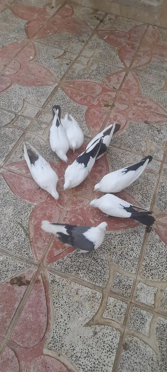 کبوتر|پرنده|سیلاخور, |دیوار