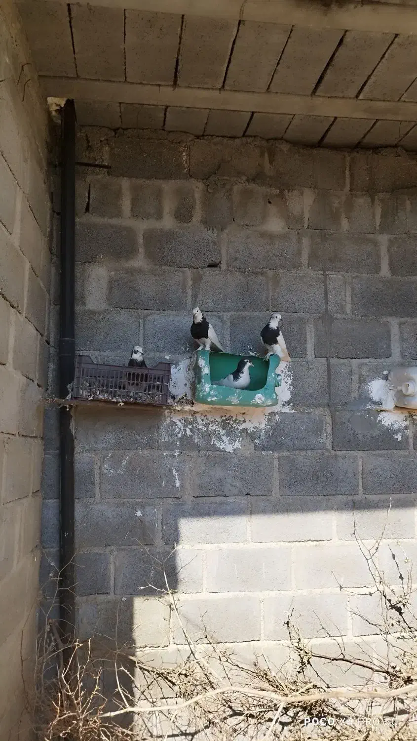 فروش کبوترطوقی|پرنده|مهر, |دیوار