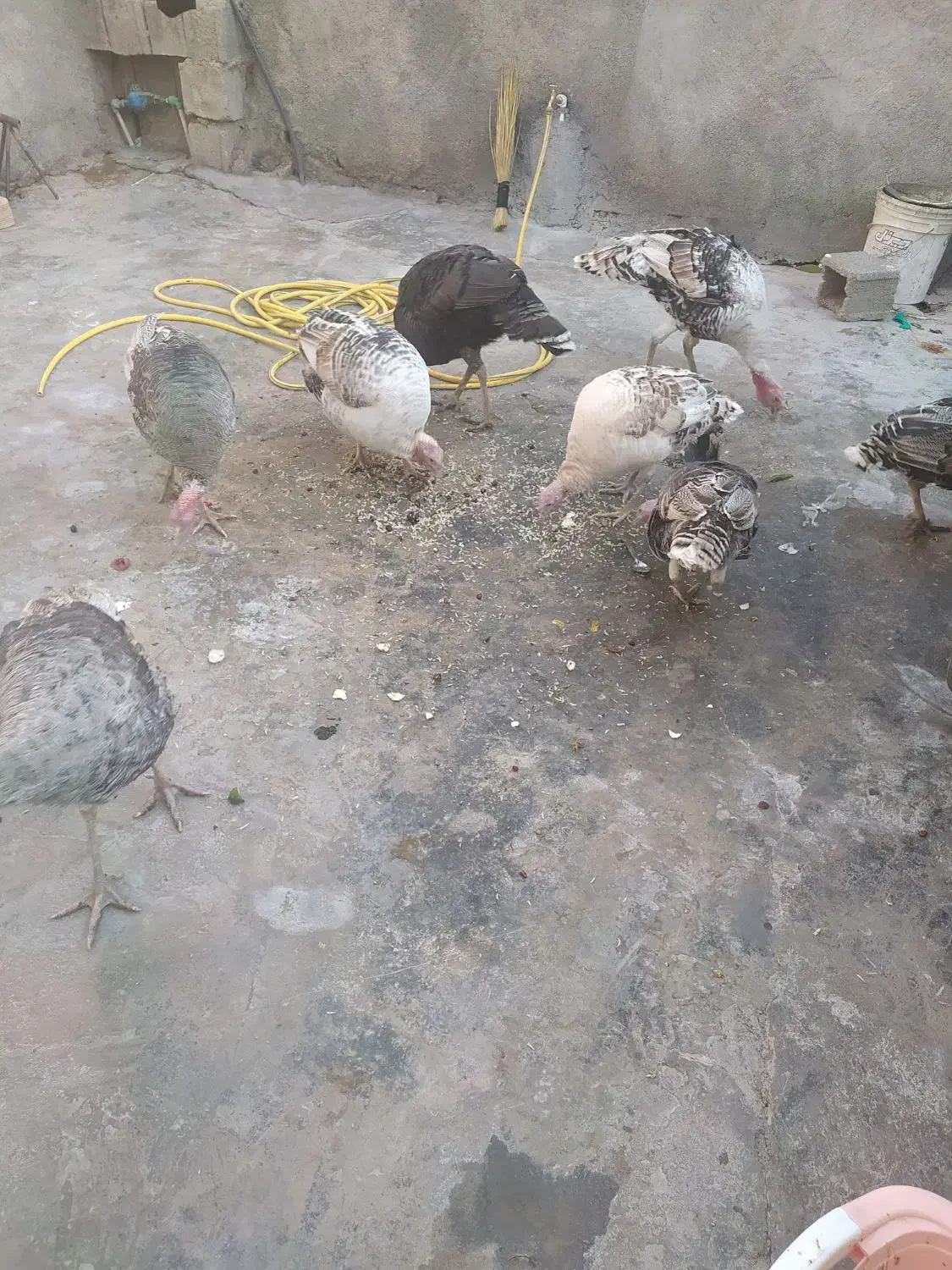 دو بوقلمون نر دونه 3200ماده 3تمن|حیوانات مزرعه|دهدشت, |دیوار