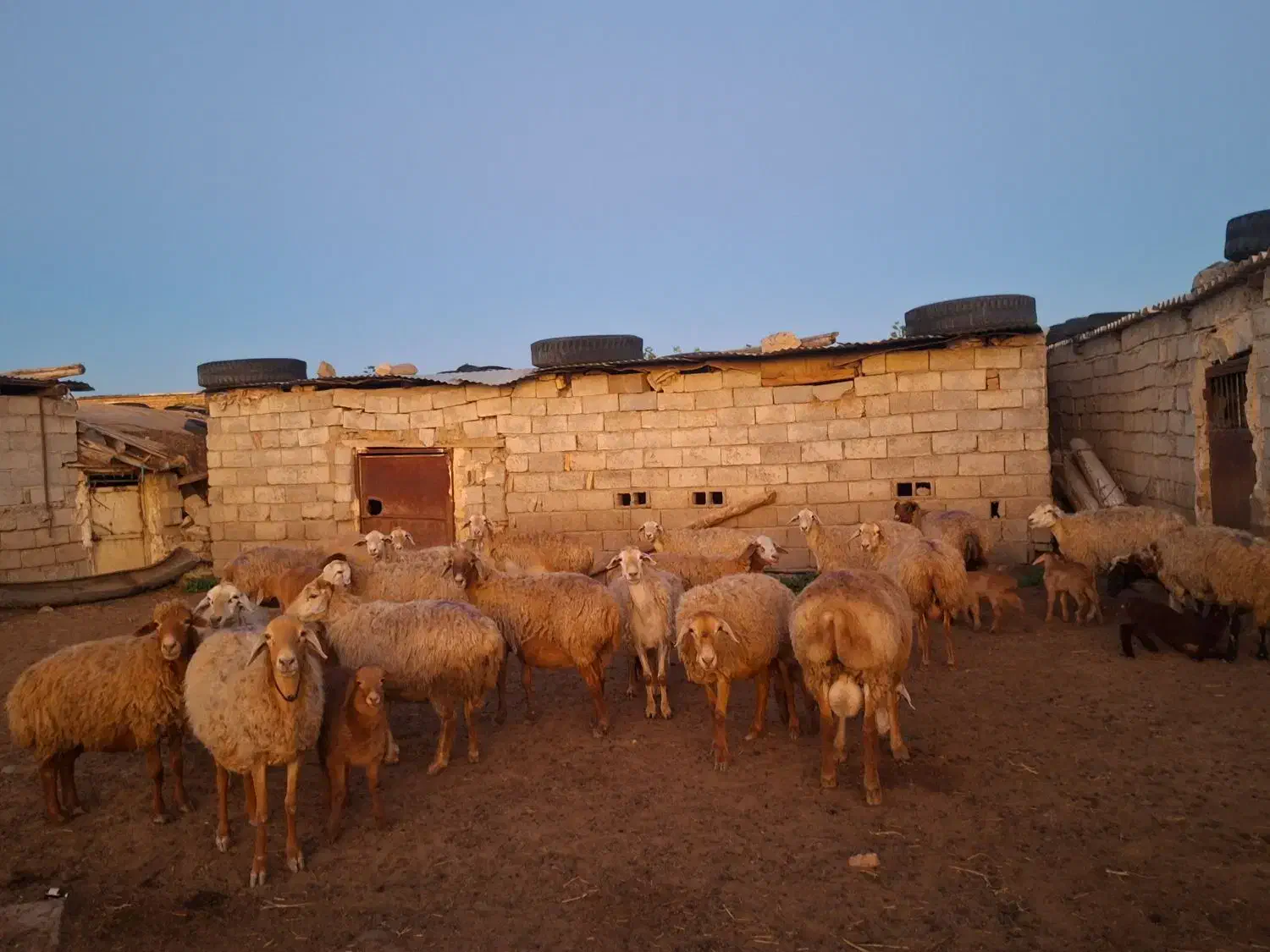 گوسفند دامازدیخ|حیوانات مزرعه|قشلاق دشت, |دیوار