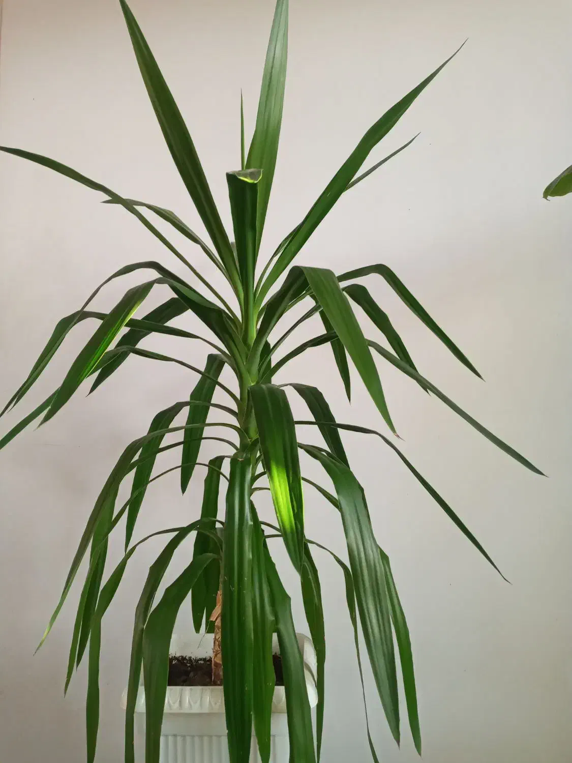 گل طبیعی|گل و گیاه طبیعی|اراک, |دیوار