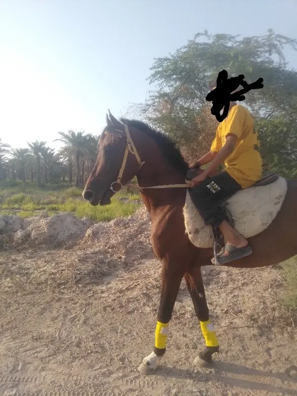 اسب|اسب و تجهیزات اسبسواری|شادگان, |دیوار