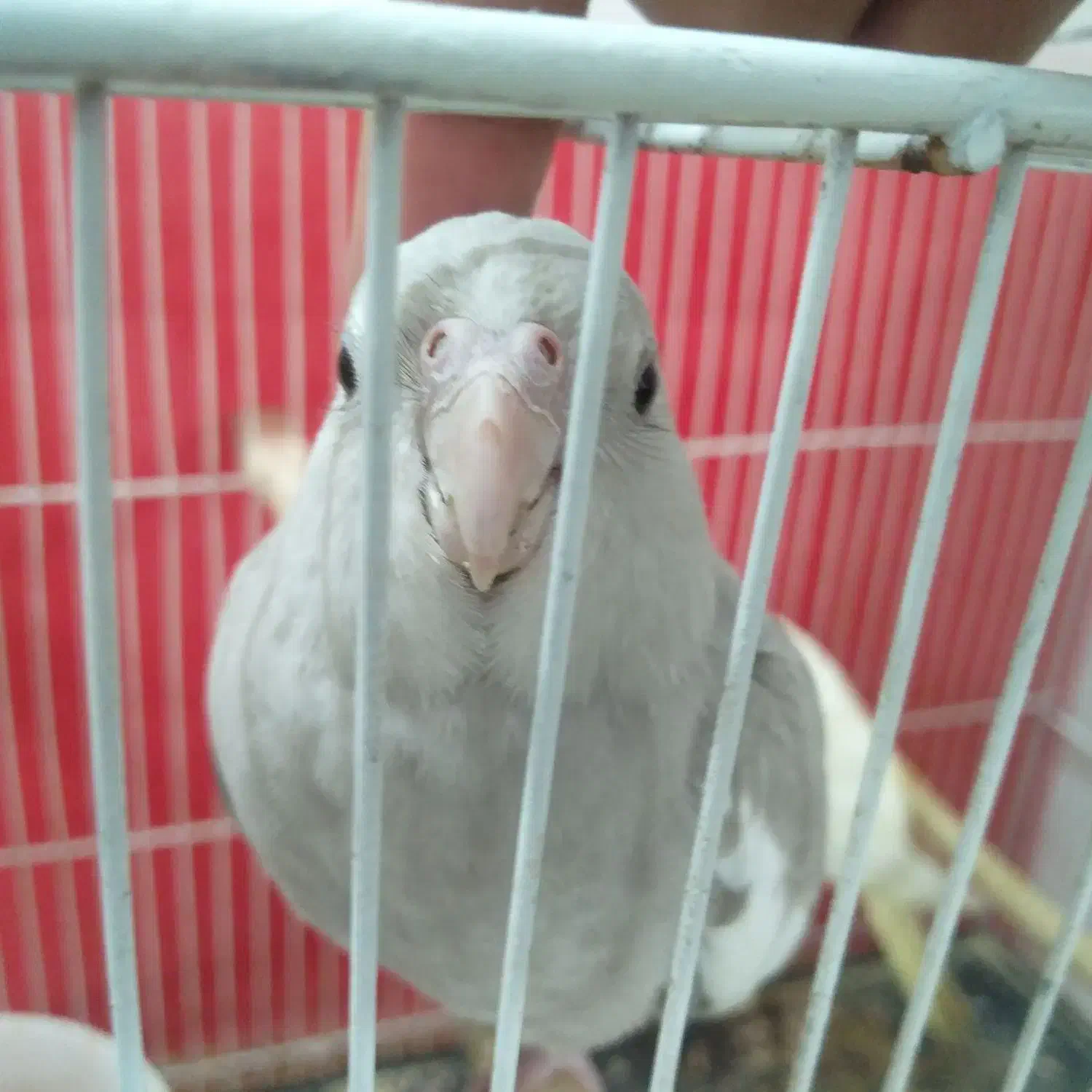 عروس هلندی|پرنده|مشهد, مشکینی (شهرک غرب)|دیوار