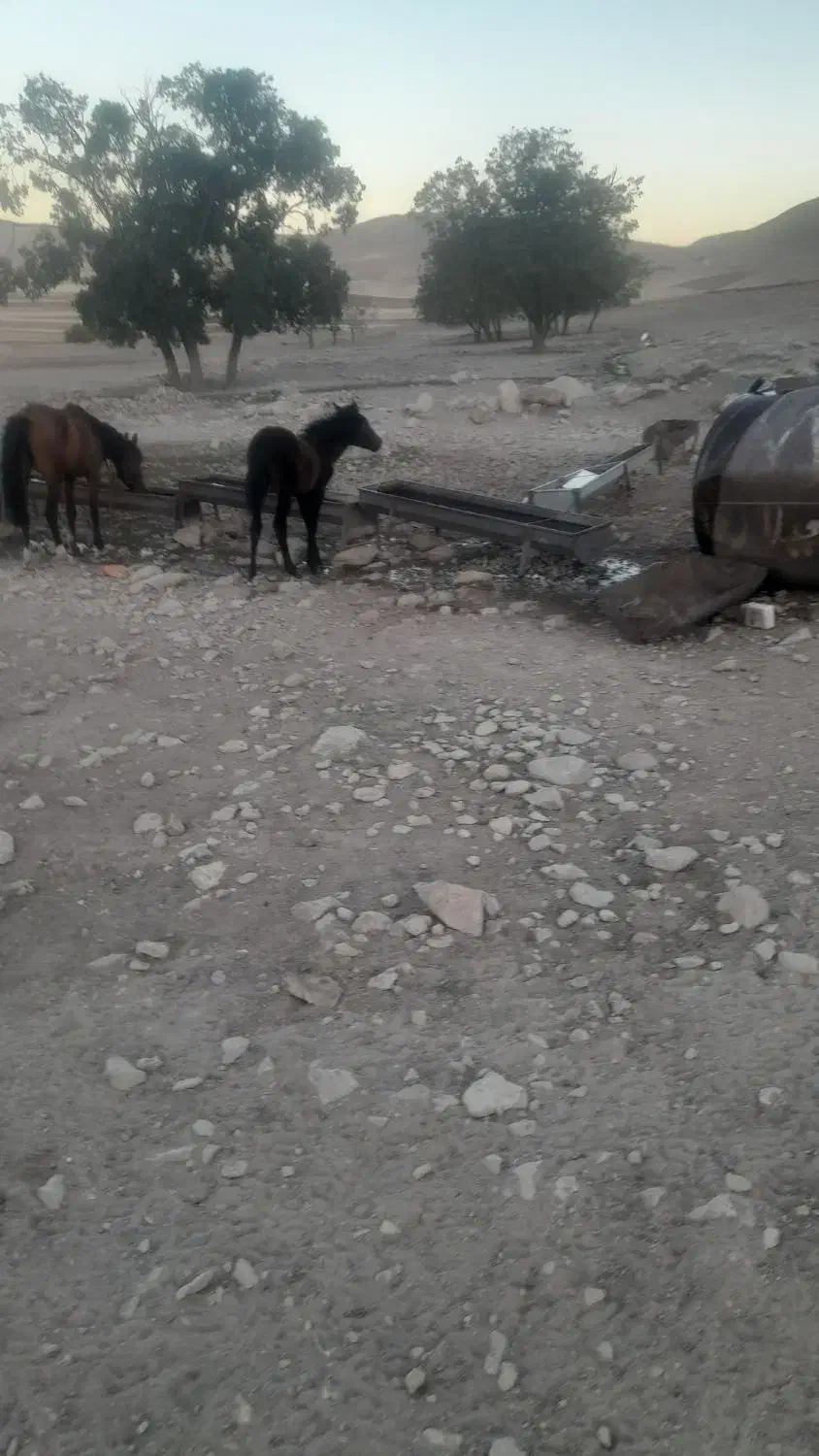 کره نر ۶ماهه پر خون و درشت|اسب و تجهیزات اسب‌سواری|اسدآباد, |دیوار