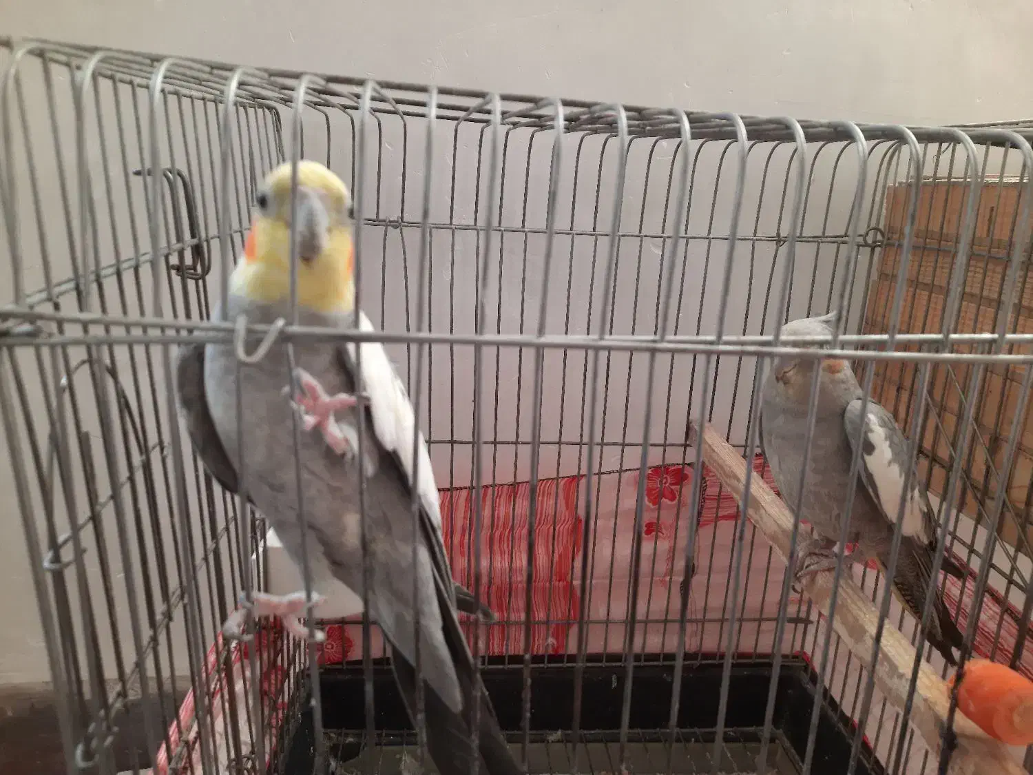 ۱ جفت طوطی عروس|پرنده|اقبالیه, |دیوار