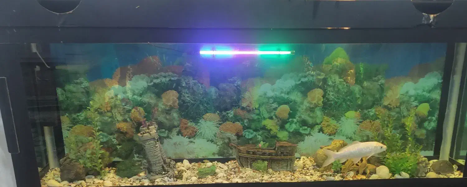 آکواریوم|ماهی|میاندوآب, |دیوار