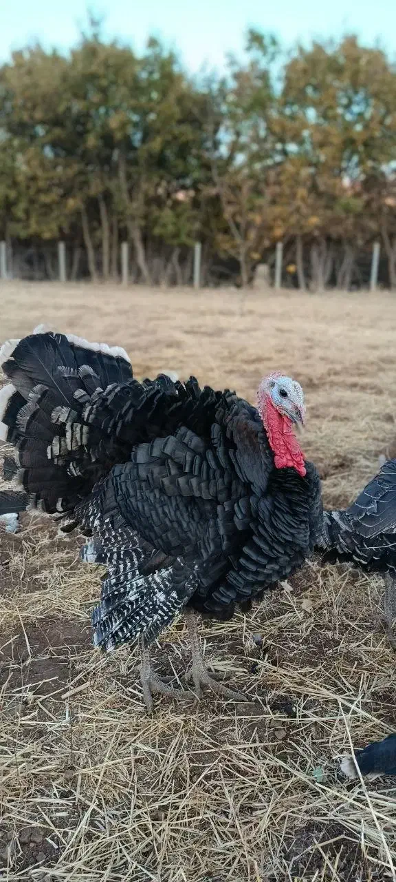 بوقلمون محلی|حیوانات مزرعه|پیرانشهر, |دیوار