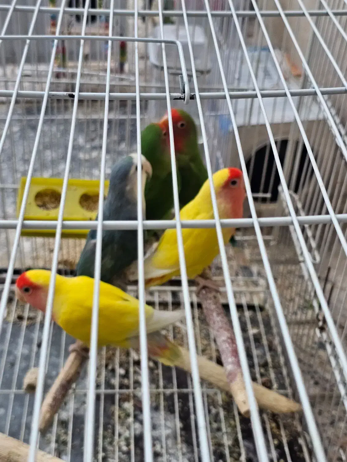 کوتوله و مرغ عشق پروانه ای|پرنده|مشهد, کوشش|دیوار