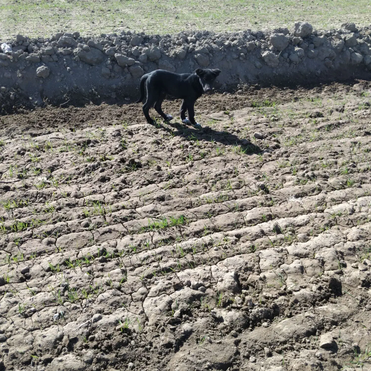 حیوانات|حیوانات|جغتای, |دیوار