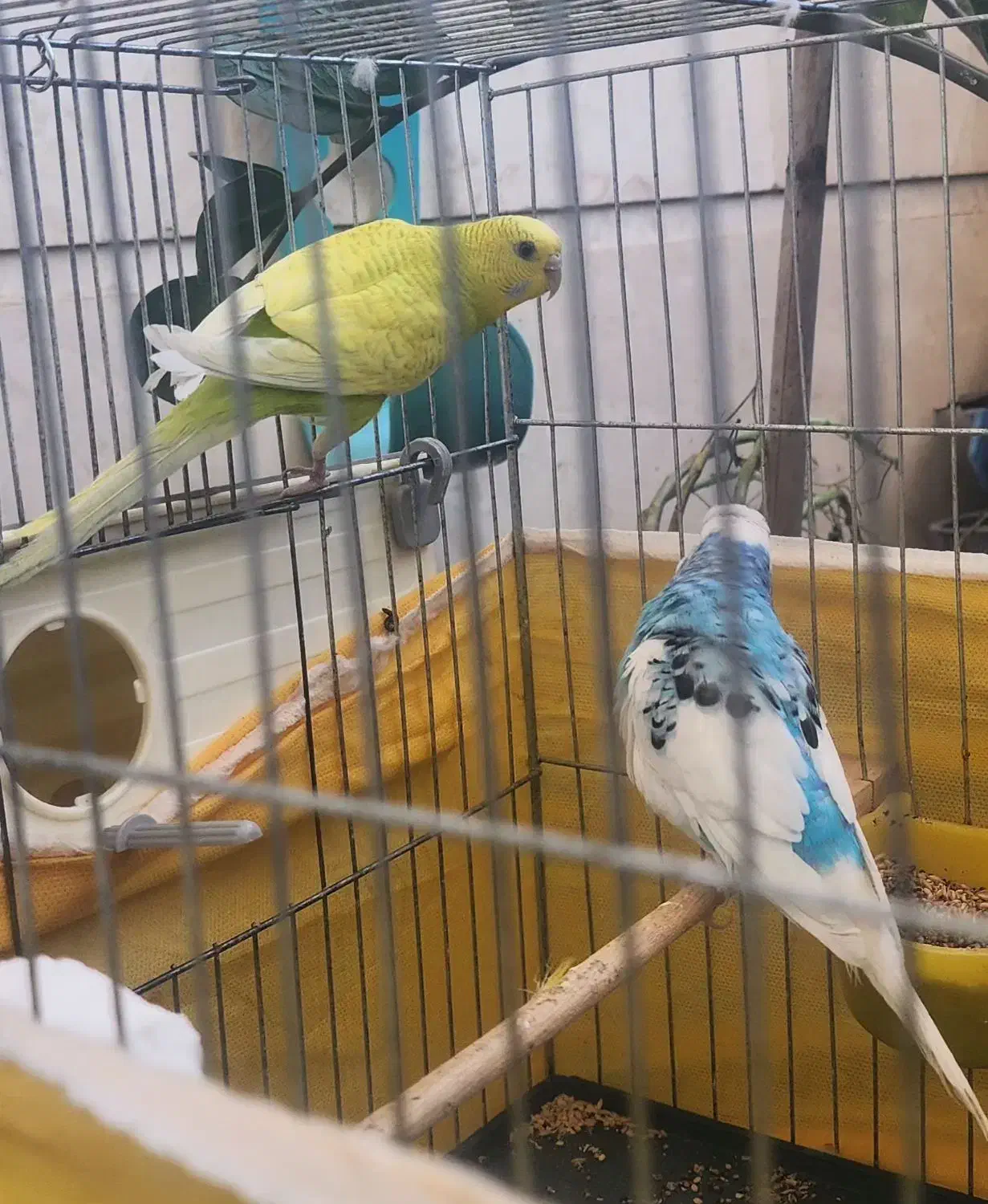 یکجفت نر وماده مرغ عشق که تخم هم داره|پرنده|فردیس, قریشی|دیوار