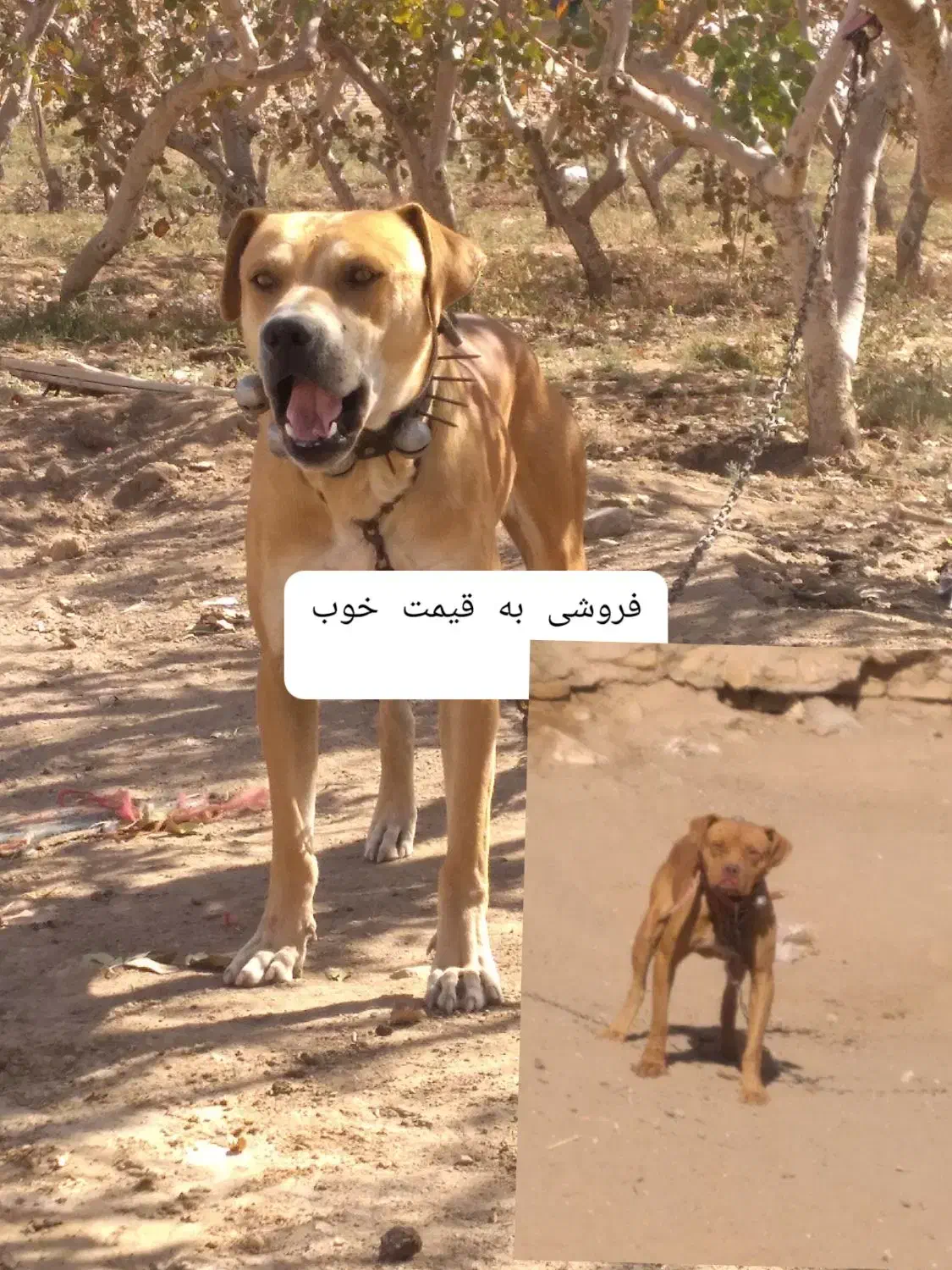 واگزاری میشود|سگ|سبزوار, قصبه شرقی|دیوار