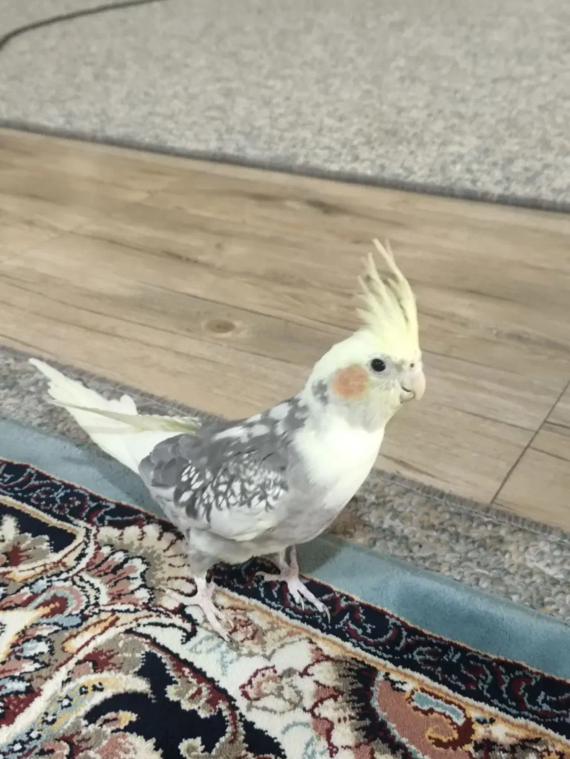 عروس هلندی|پرنده|قم, زنبیل آباد|دیوار