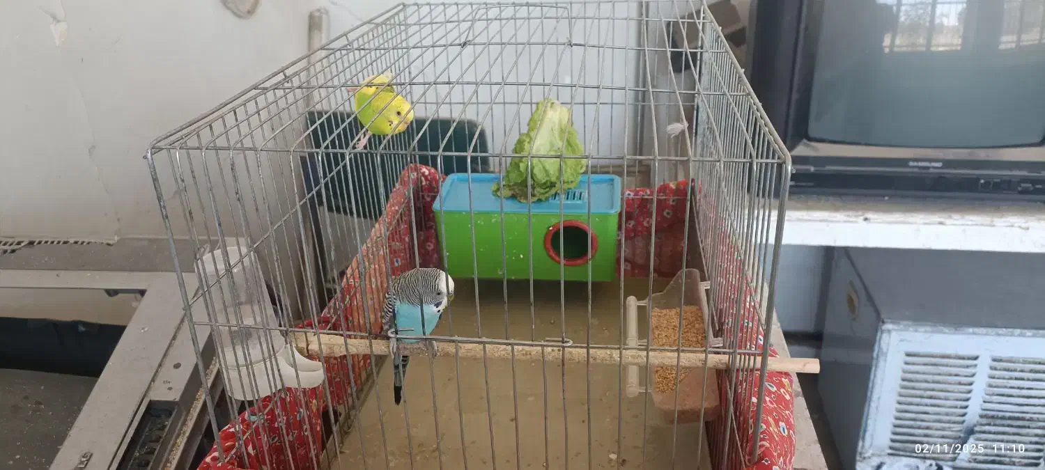 مرغ عشق|پرنده|تبریز, |دیوار