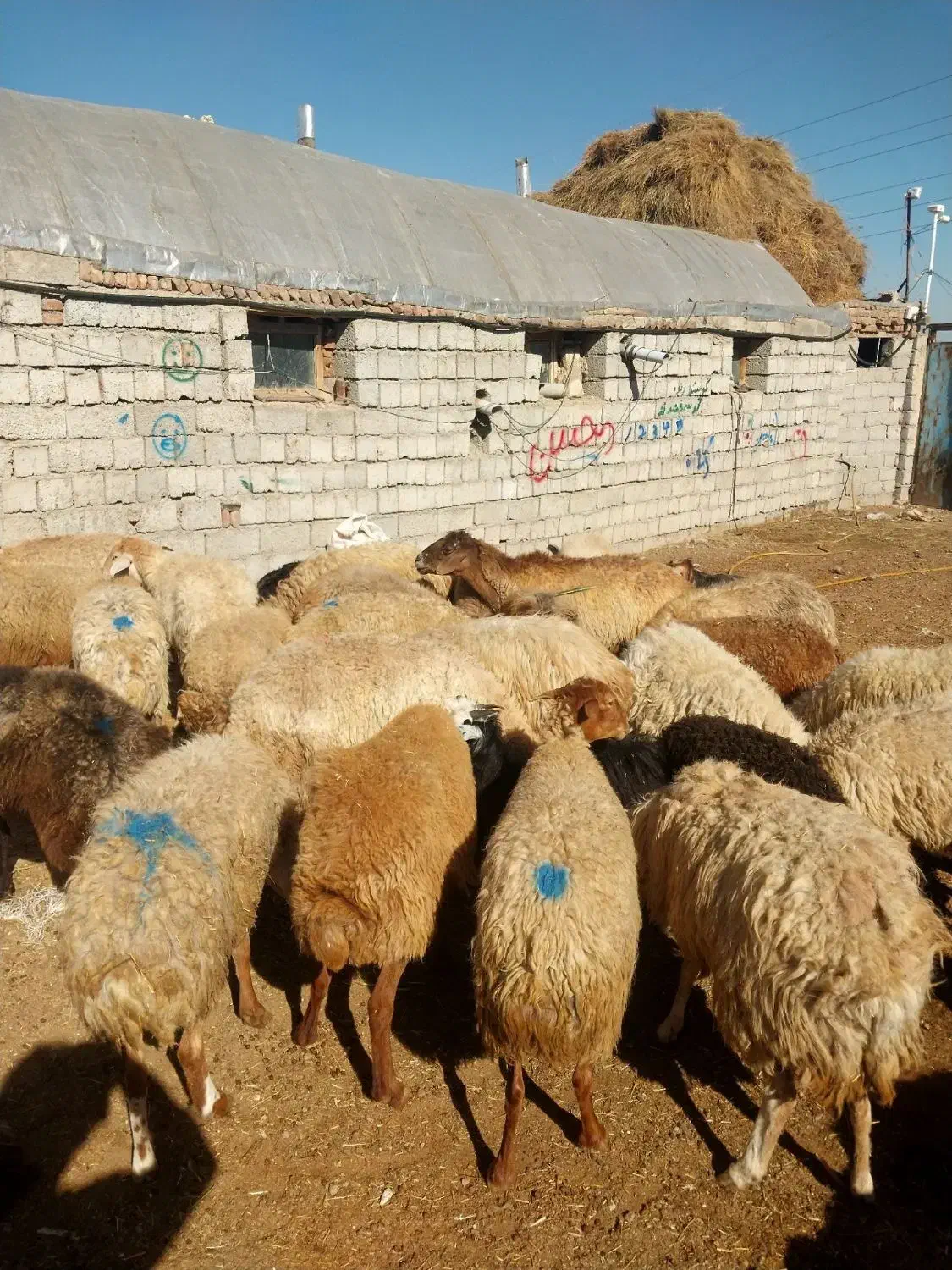 گوسفند جوان|حیوانات مزرعه|اردبیل, |دیوار