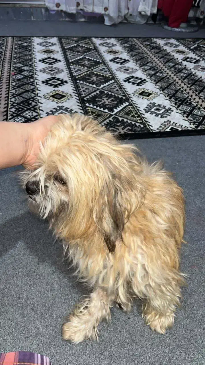 سگ شیتزو|سگ|شوشتر, |دیوار