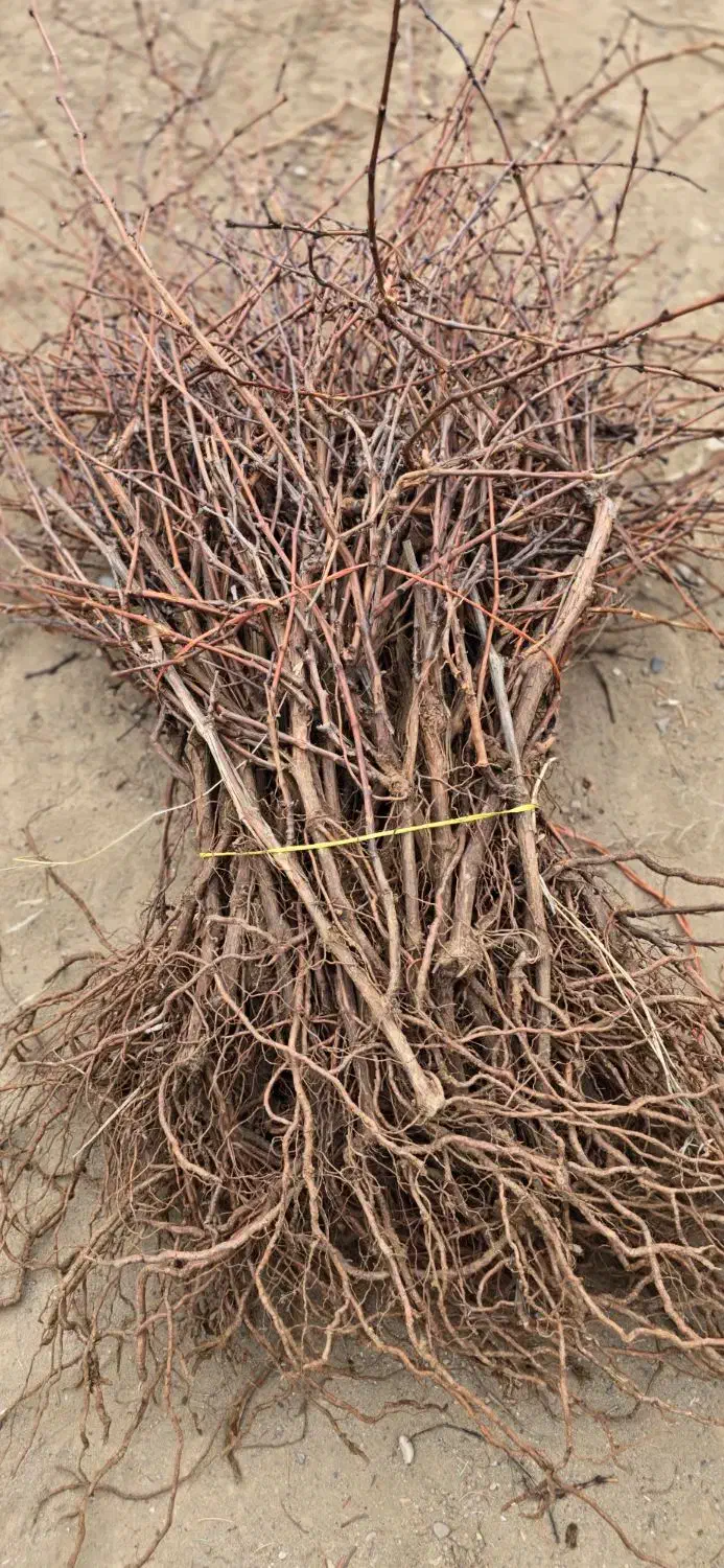 نهال انگور مرغوب|خدمات باغبانی و درختکاری|قزوین, |دیوار