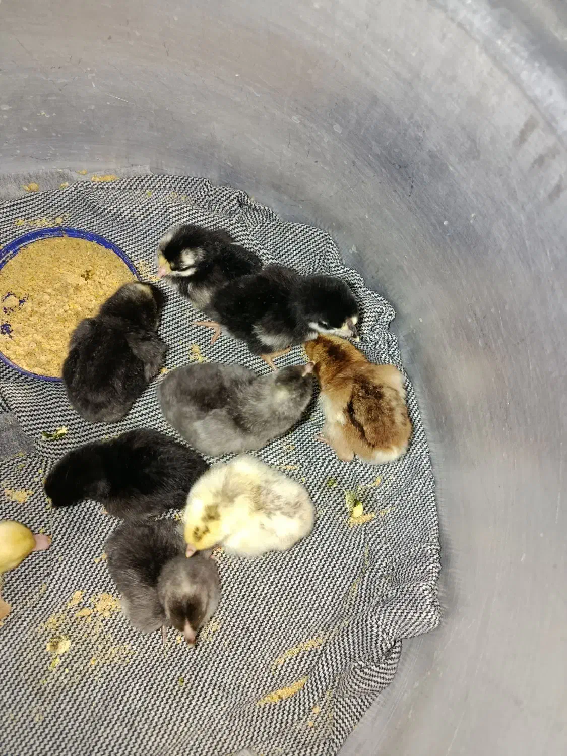 جوجه گلین یکروزه|حیوانات مزرعه|زرگرشهر, |دیوار