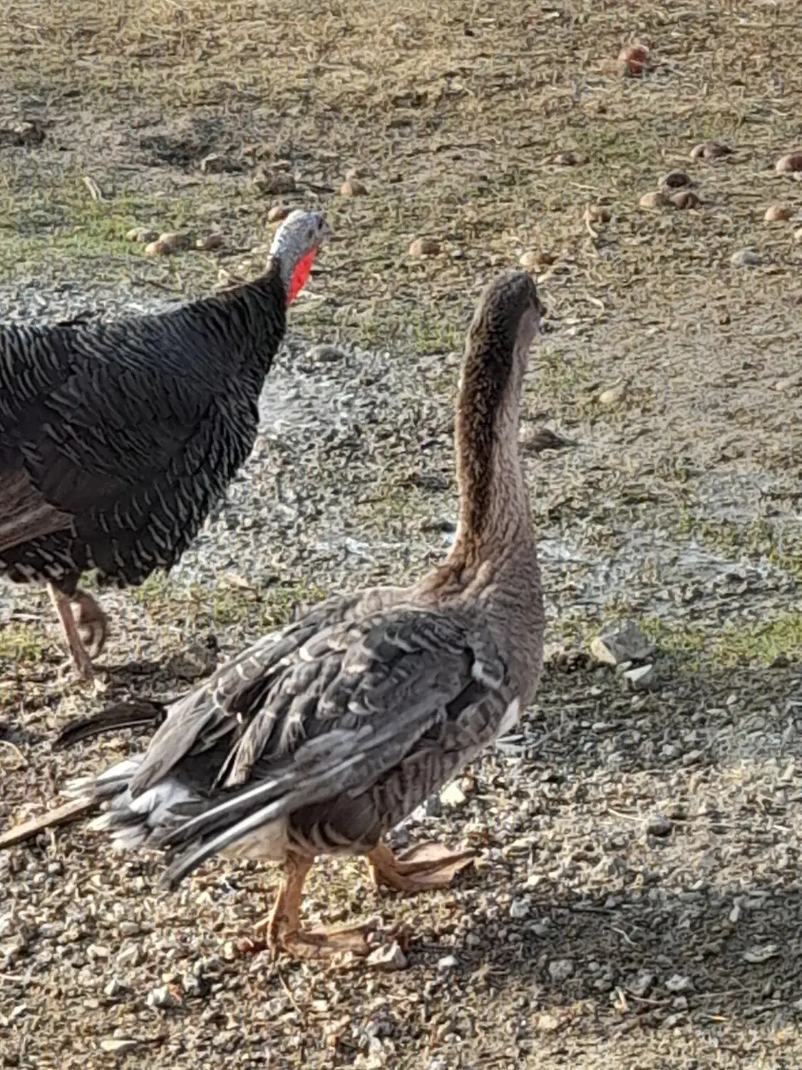 قوقاز نر|حیوانات مزرعه|باروق, |دیوار