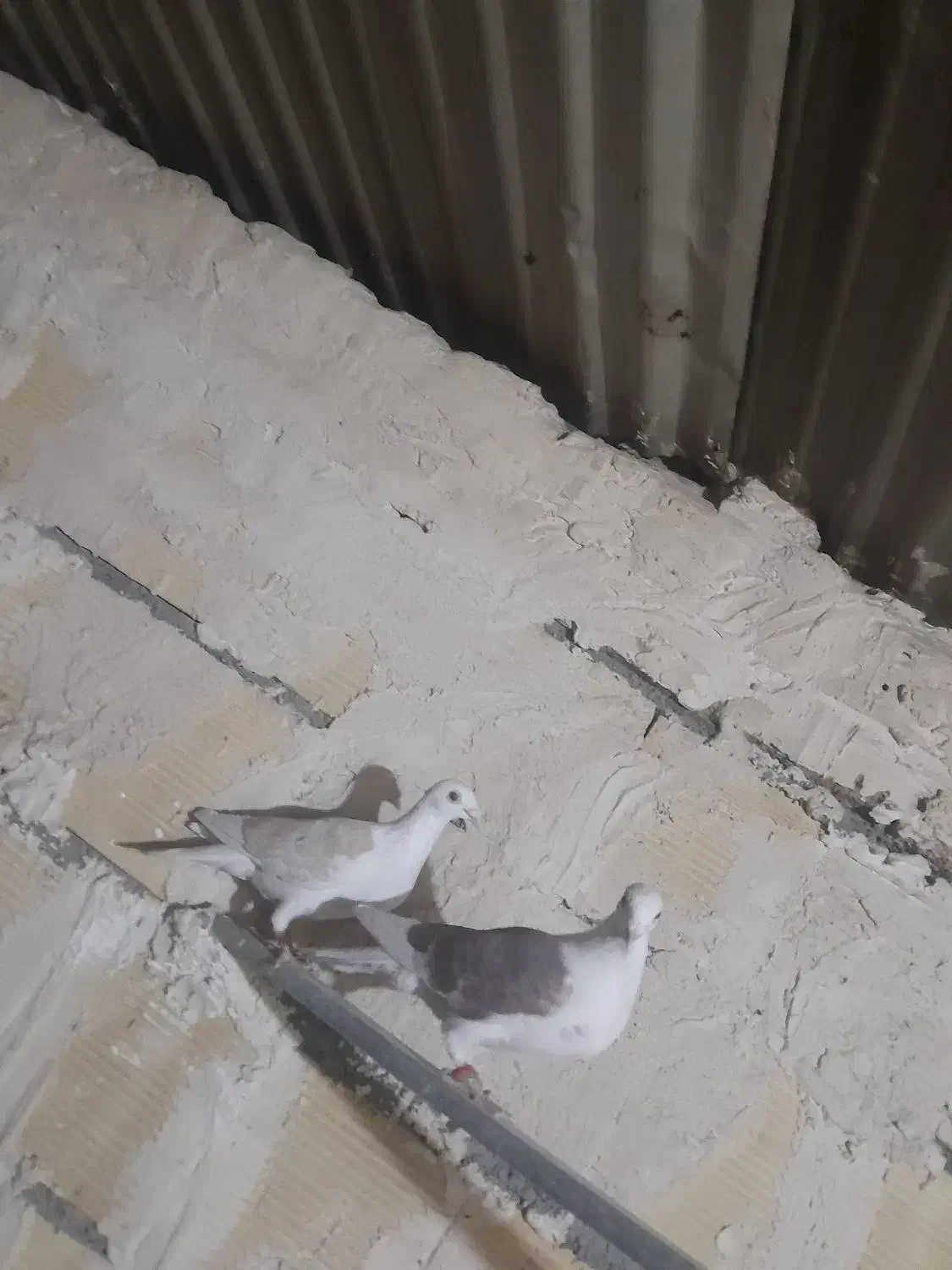 کفترپرشی و جفتگاه|پرنده|مشهد, امیرآباد|دیوار