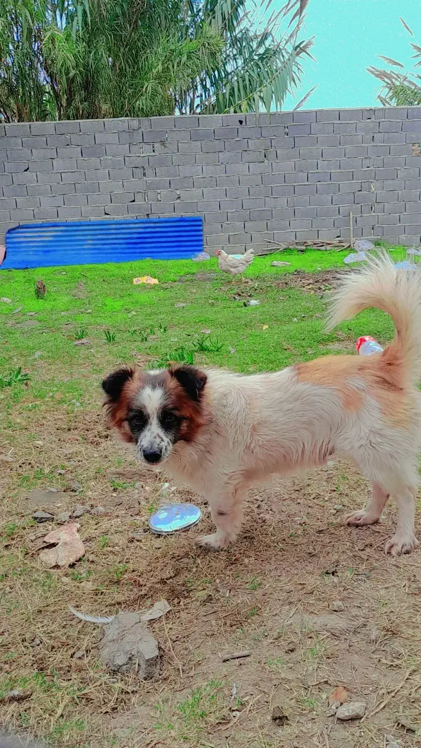 سگ پاکوتاه|سگ|بهشهر, |دیوار