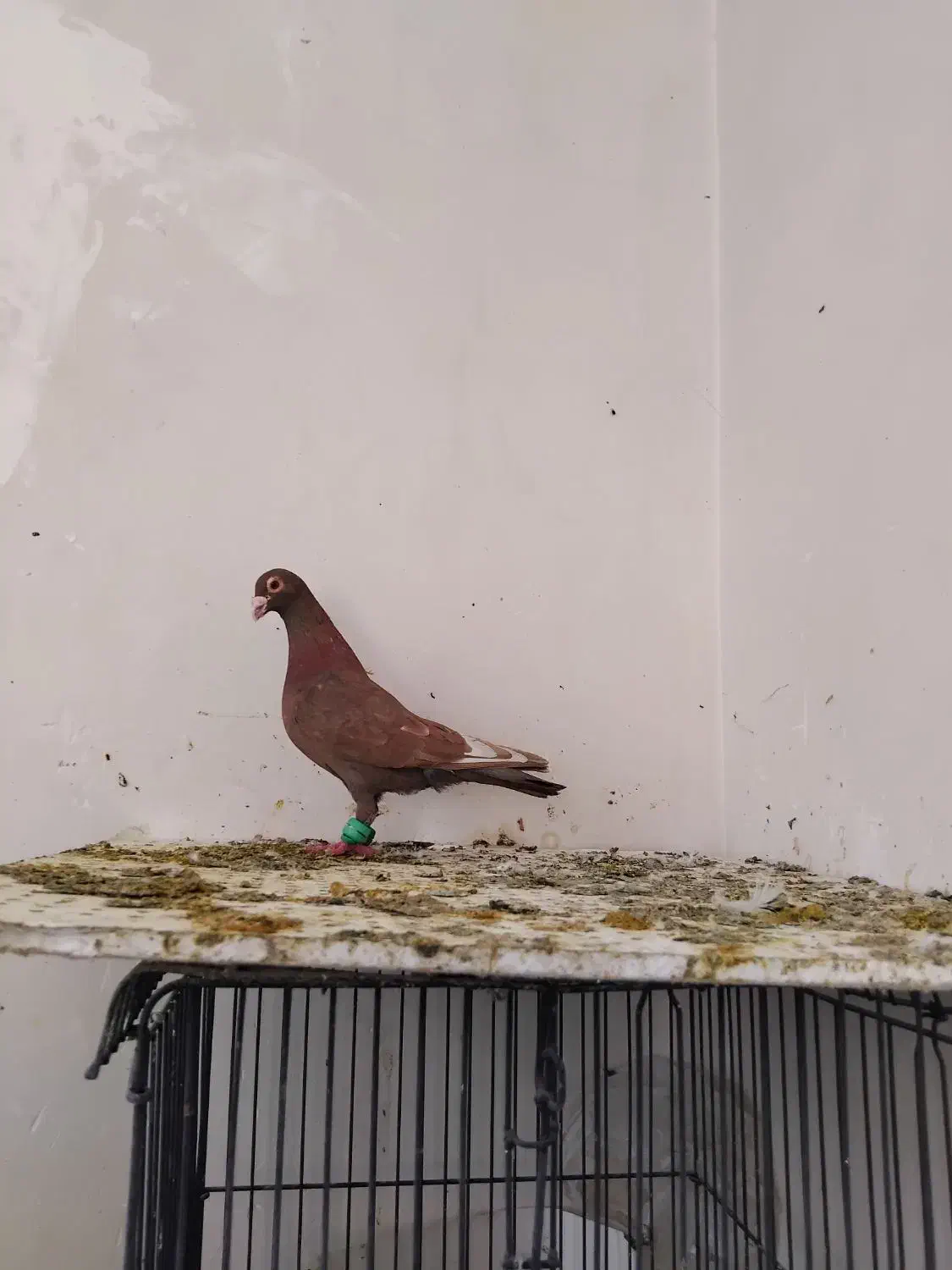 کفتر بمب|پرنده|مشهد, ویلاشهر|دیوار