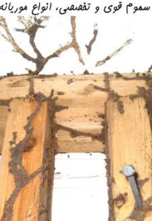 سم پاشی موریانه تضمینی|خدمات نظافت|خرمآباد, |دیوار