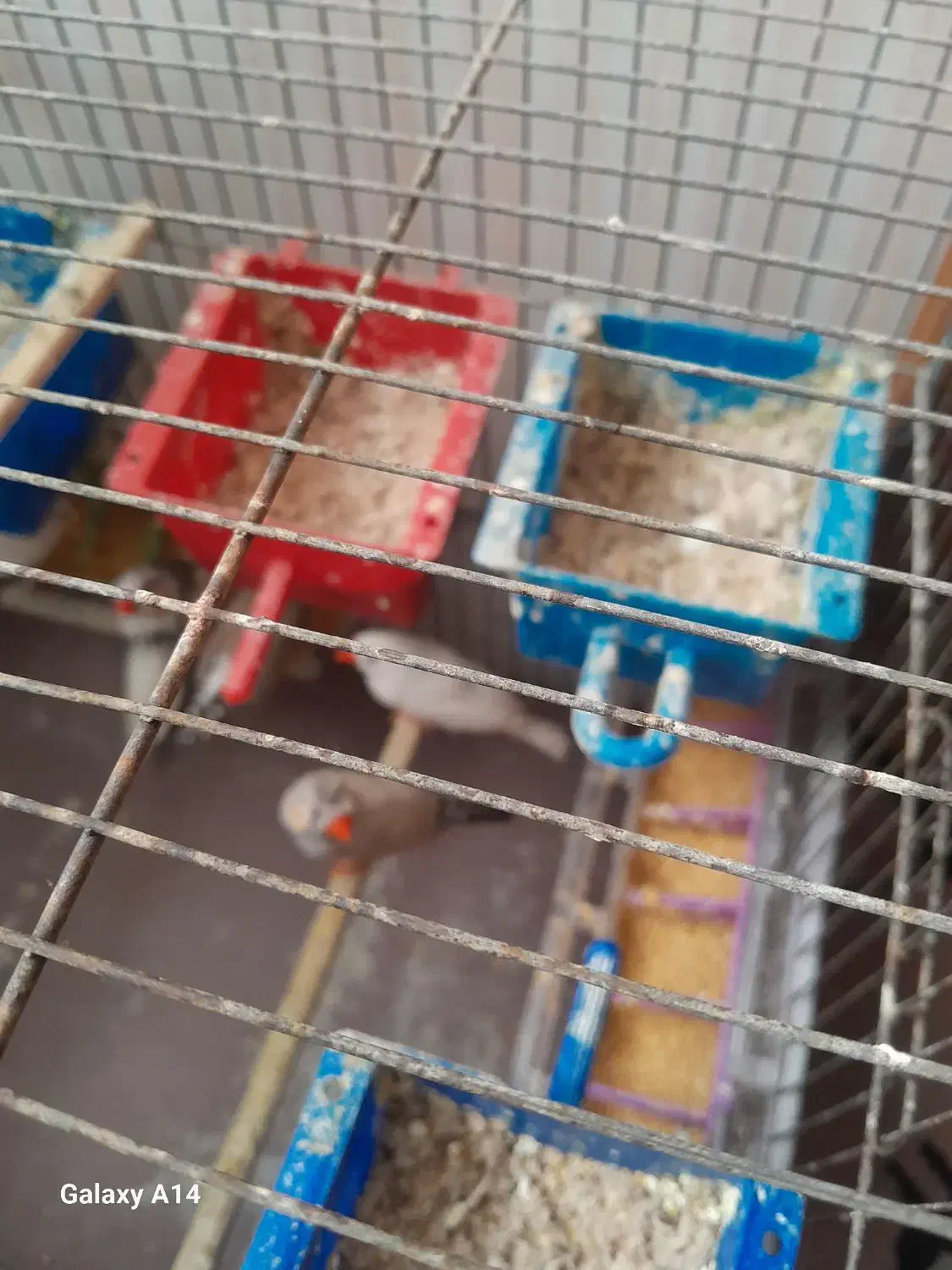 پرنده فنچ|پرنده|ری, علایین|دیوار