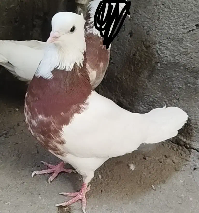 کفتر|پرنده|تربت جام, مولانا|دیوار