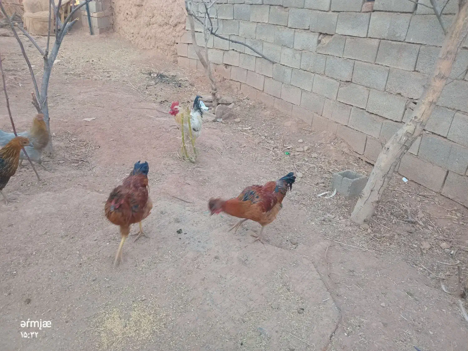 یک مرغ کاکولی و یک خروس کاکولی|حیوانات مزرعه|تربت جام, جامی|دیوار