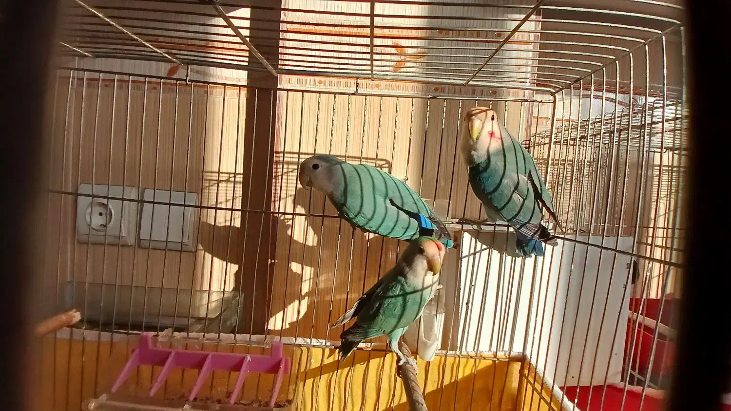 سه عدد کوتوله برزیلی جوان  وخوش رنگ|پرنده|فرخ‌شهر, |دیوار