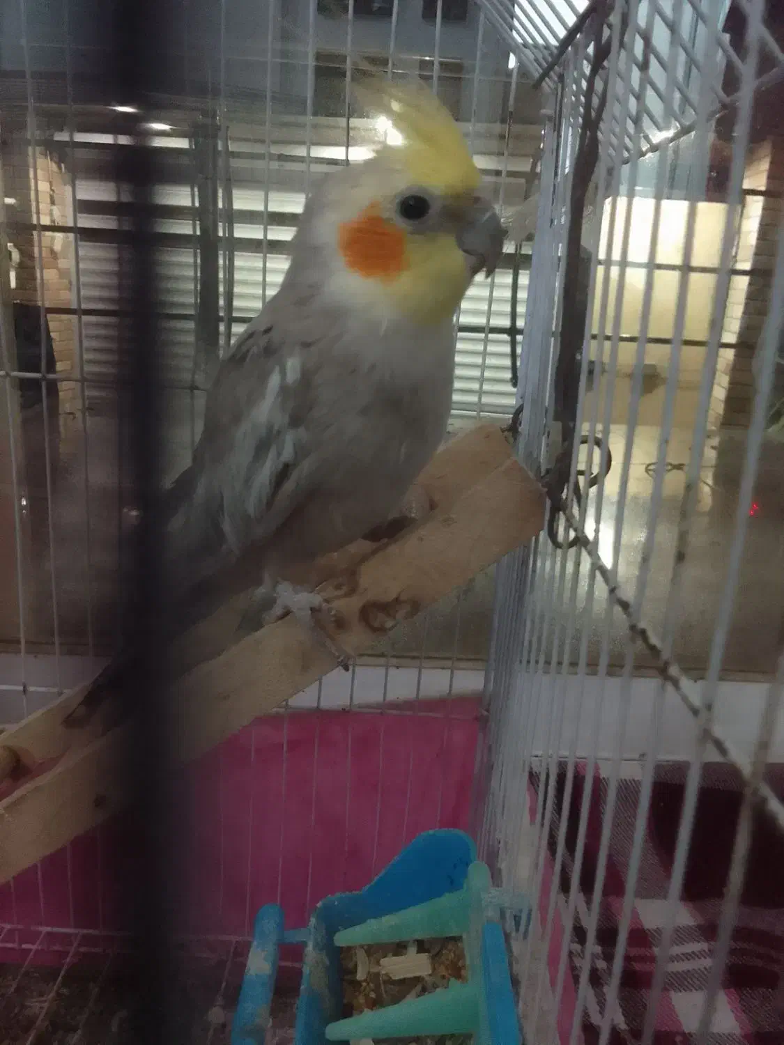 عروس هلندی نر سخنگو|پرنده|اطاقور, |دیوار