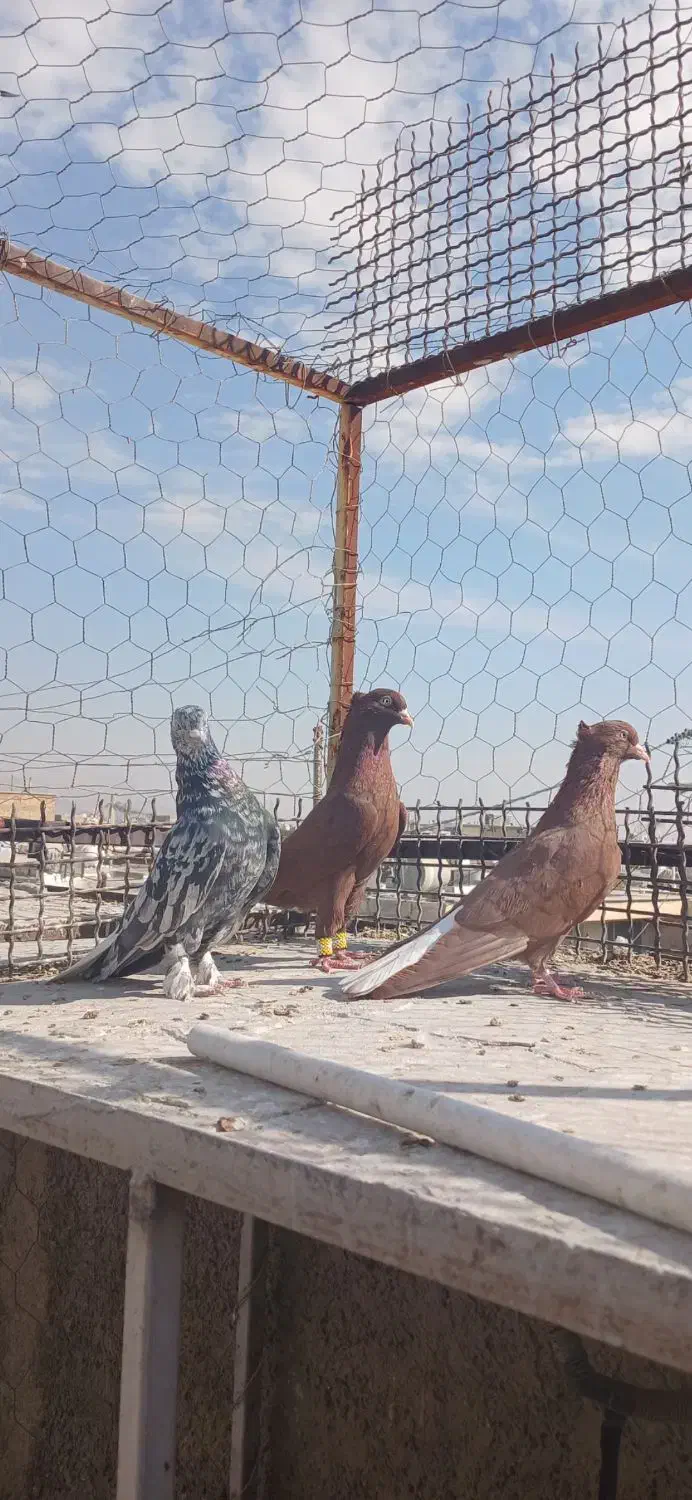 کفتر دم سفید نر|پرنده|شیراز, شیخ علی چوپان|دیوار