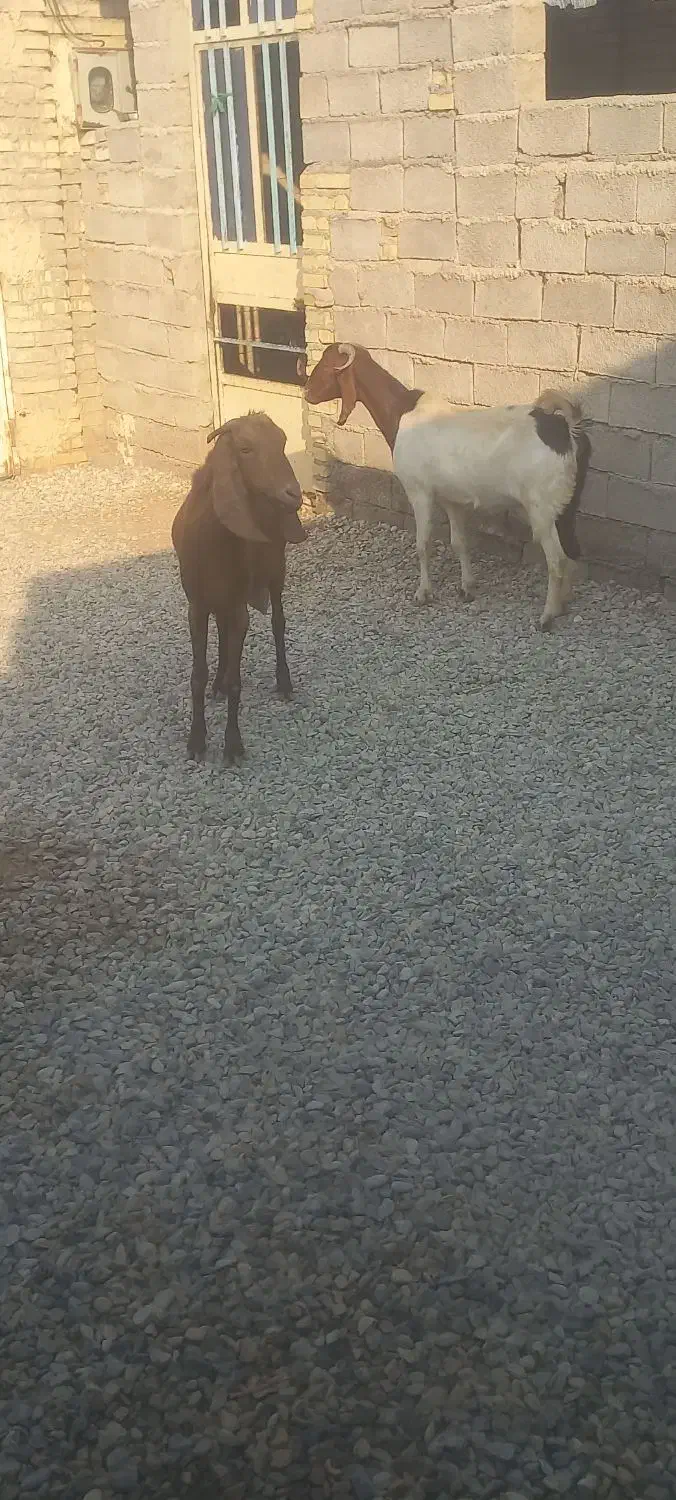 بزغاله ابستن|حیوانات مزرعه|حمیدیه, |دیوار