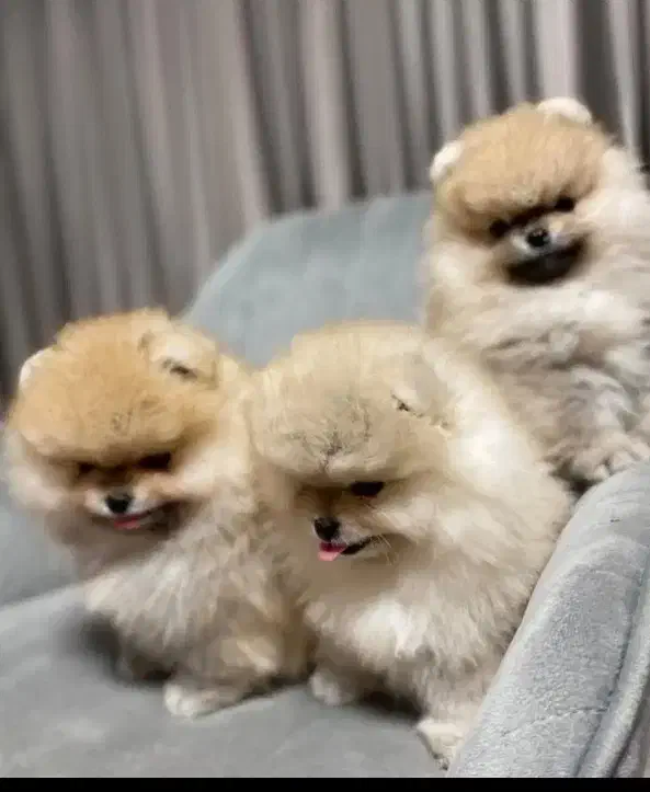 پامرآنین کیفیت فضایی|سگ|مشهد, وکیلآباد|دیوار