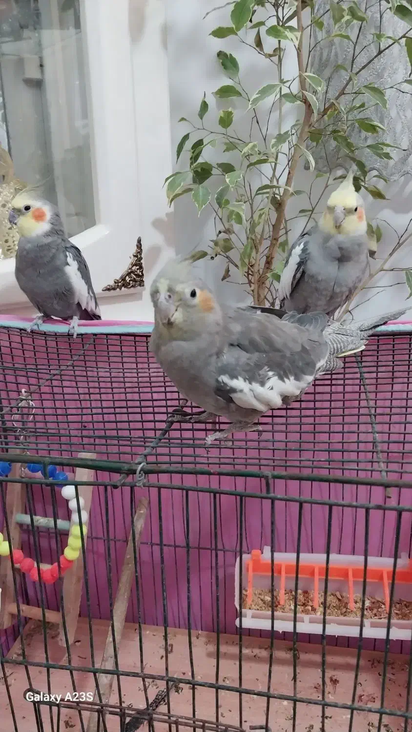 فروش عروس هلند ی|پرنده|گرمسار, |دیوار