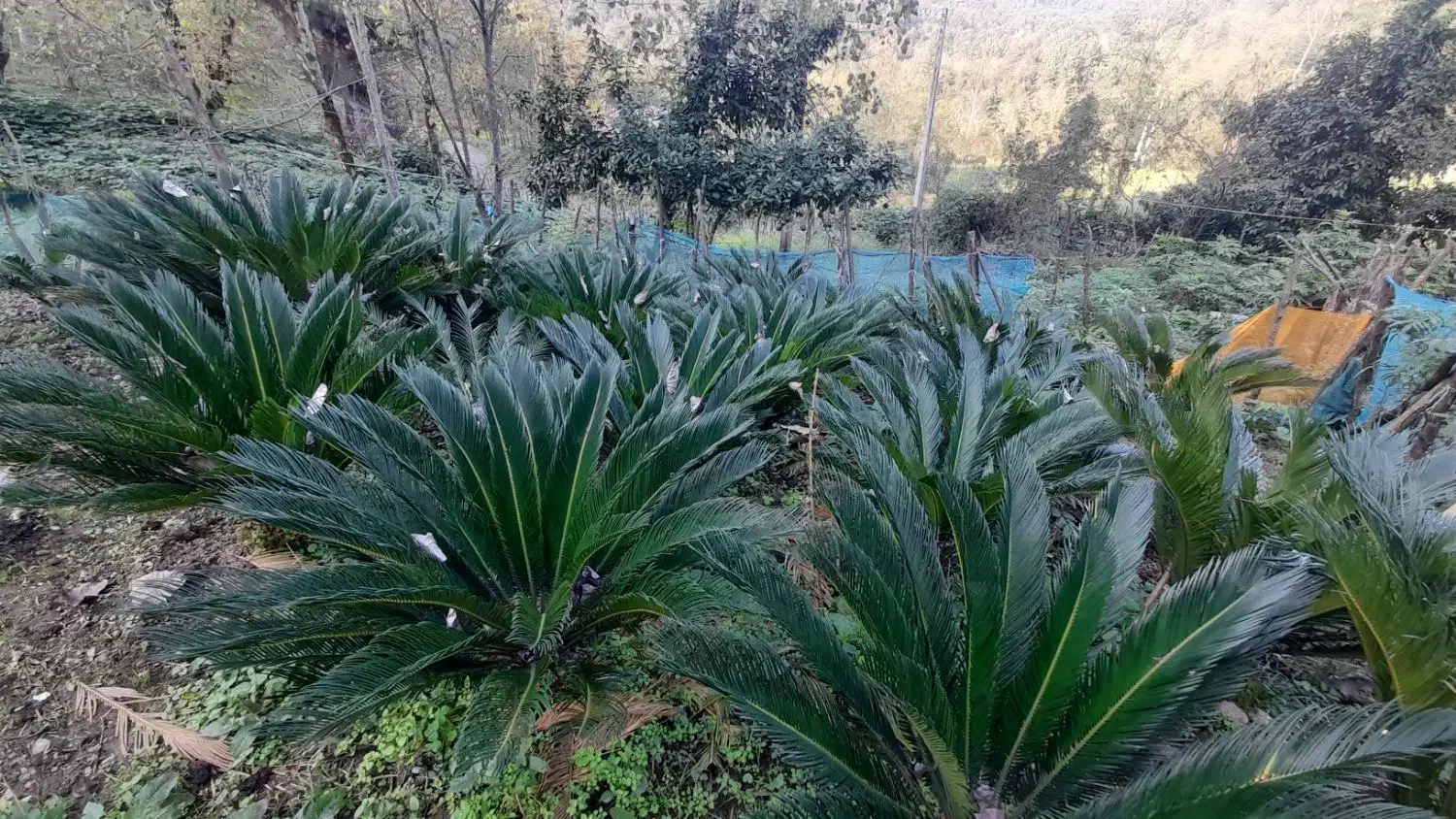 سیکاس فروشی ۲ میلیون|خدمات باغبانی و درختکاری|رشت, آب و برق|دیوار