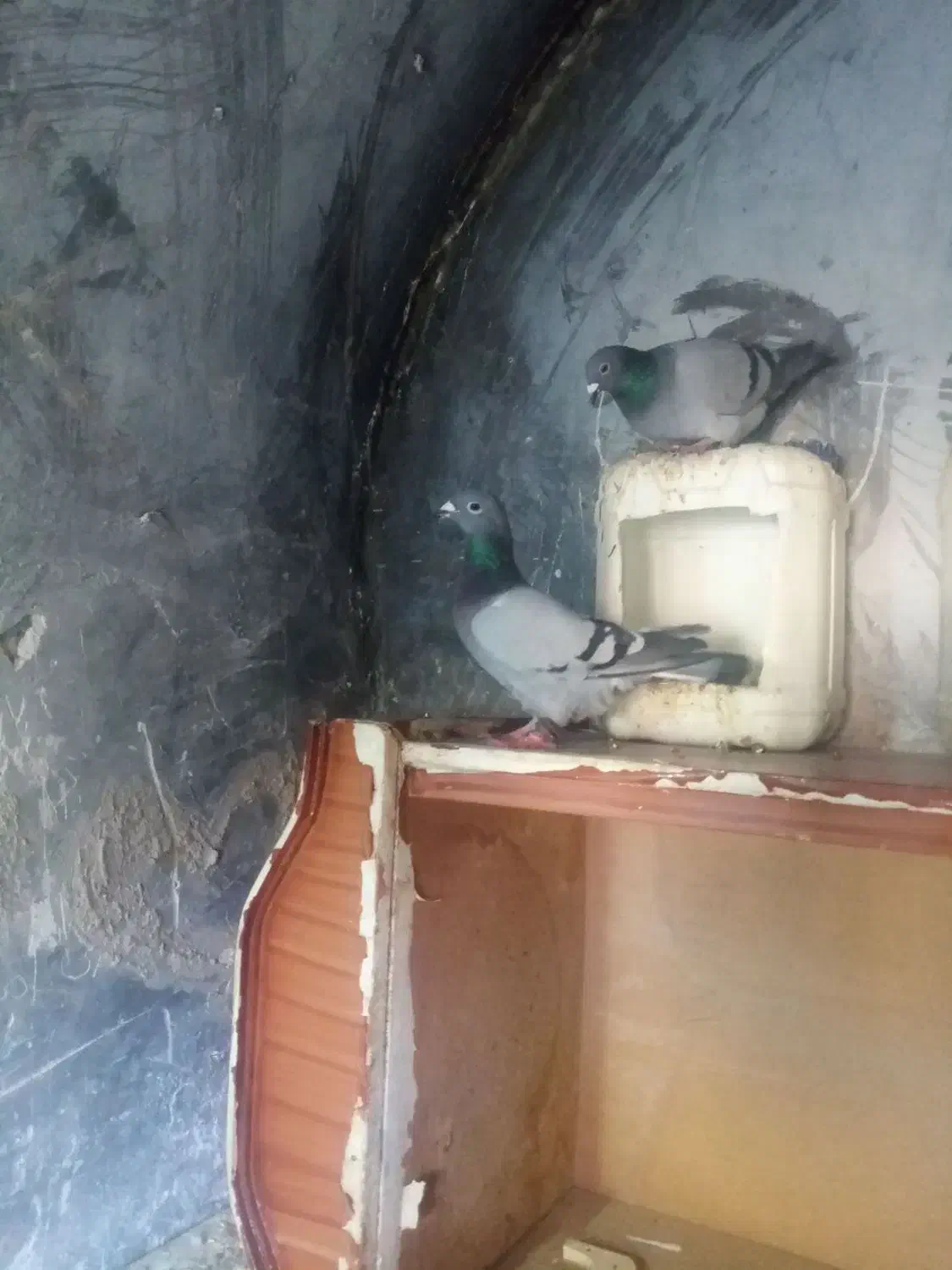 کفترزیبا|پرنده|قائن, |دیوار