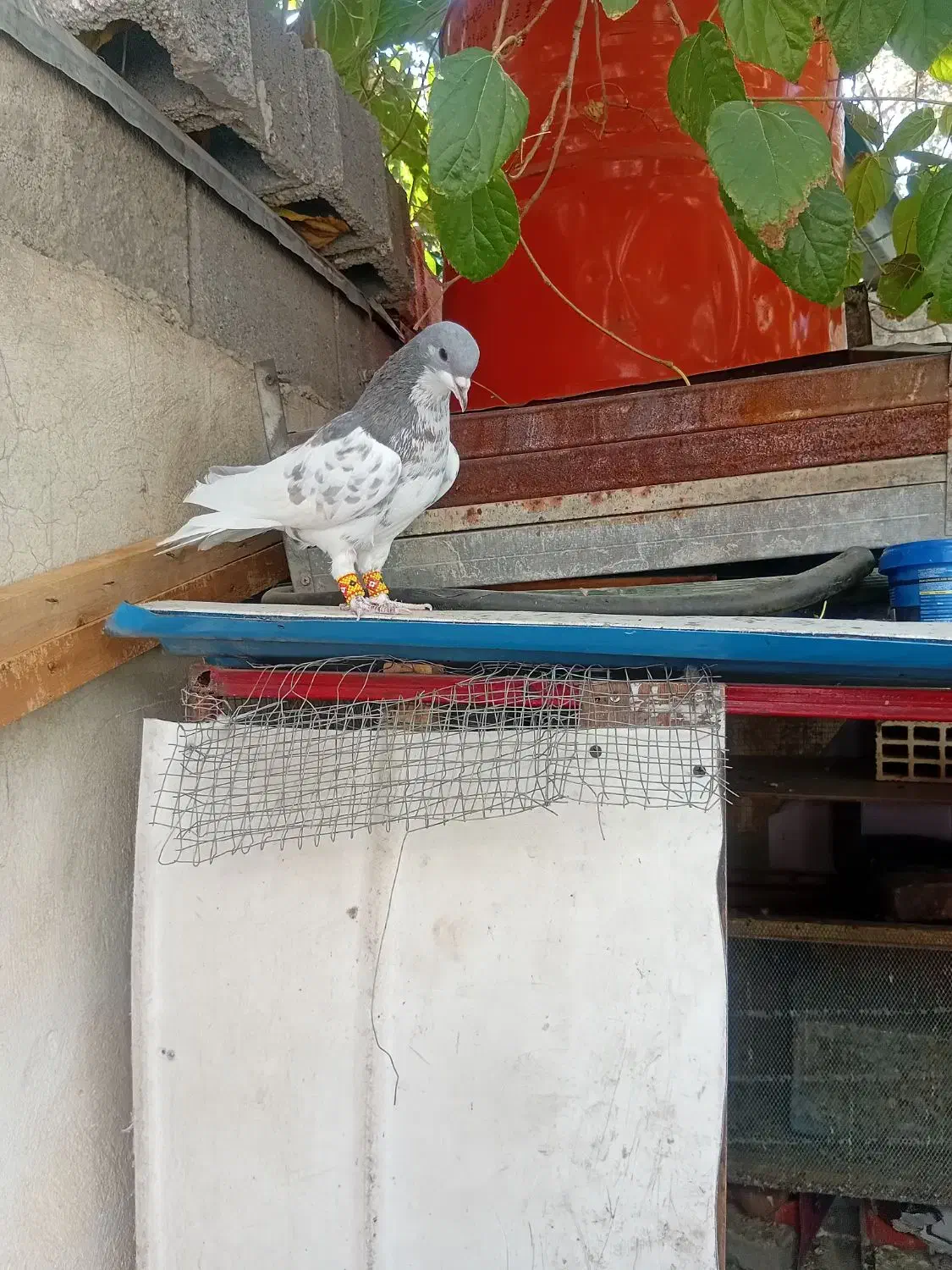 کبوتر گمشده کله وطوقی|حیوانات|شیراز, فرهنگیان|دیوار