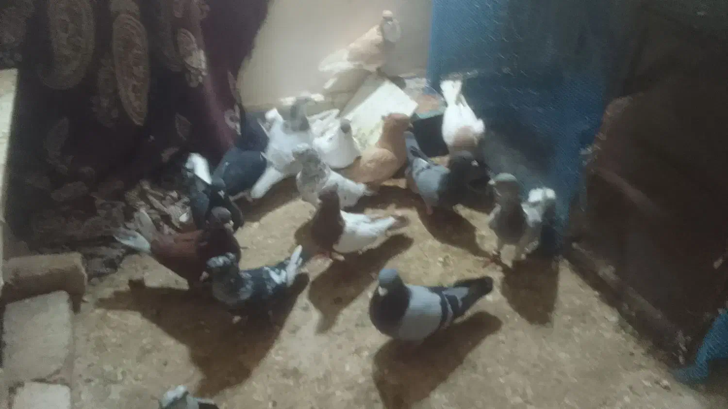 کفتر|پرنده|اسفراین, |دیوار